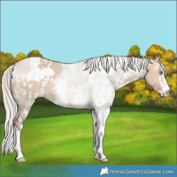 Horse Color:White Spotted Silver Brown Dun Sabino 