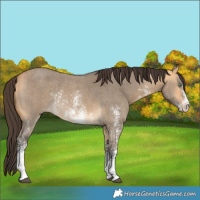 Horse Color:Buckskin Dun Sabino Rabicano 