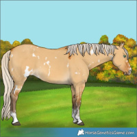 Horse Color:White Spotted Silver Buckskin Dun Sabino 