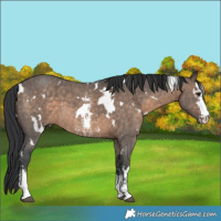 Horse Color:White Spotted Brown Dun Sabino