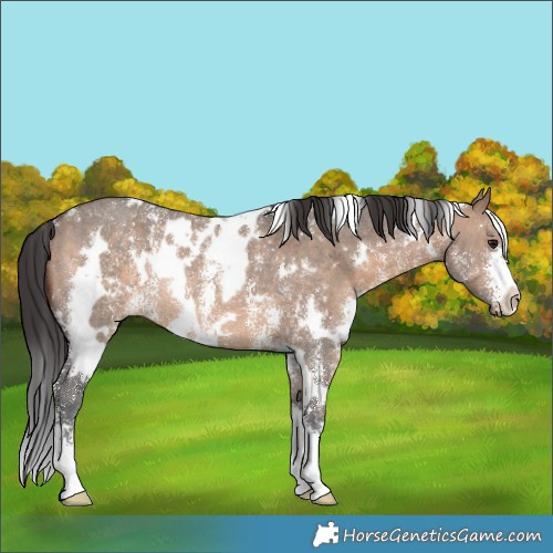 Horse Color:White Spotted Brown Dun Sabino Rabicano