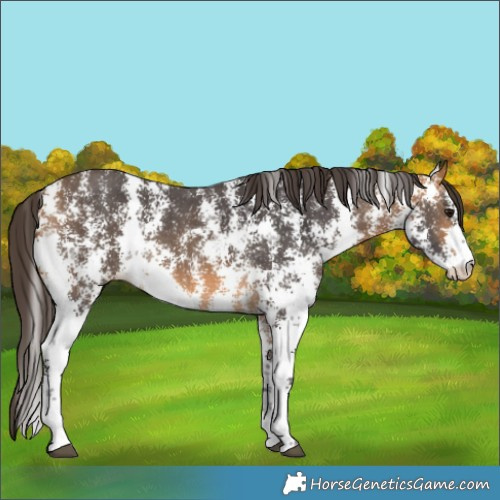 Horse Color:Buckskin Sabino Rabicano 