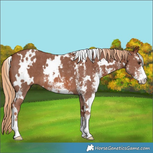 Horse Color:White Spotted Chestnut Sabino 