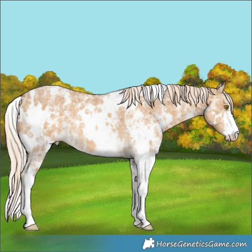 Horse Color:White Spotted Palomino Ice Sabino 