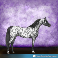 Horse Color:Blue Roan Appaloosa 