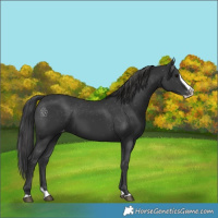 Horse Color:Black Splash Appaloosa 