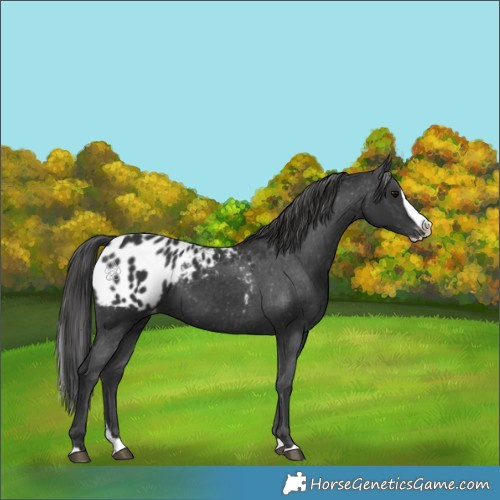 Horse Color:Black Splash Appaloosa