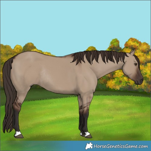 Horse Color:Liver Red Dun Rabicano 