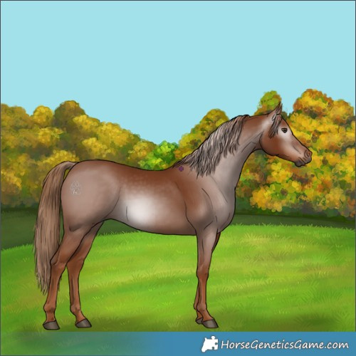 Horse Color:Gray Chestnut 