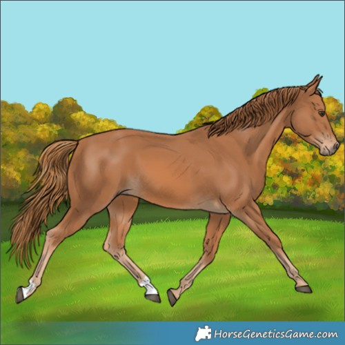 Horse Color:Chestnut 