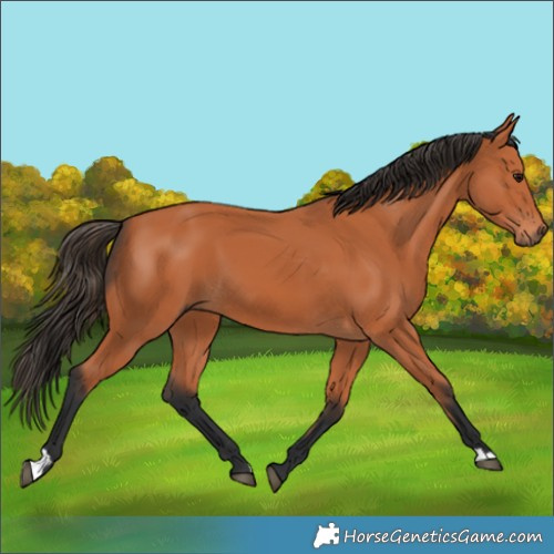Horse Color:Bay 