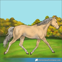 Horse Color:Palomino 