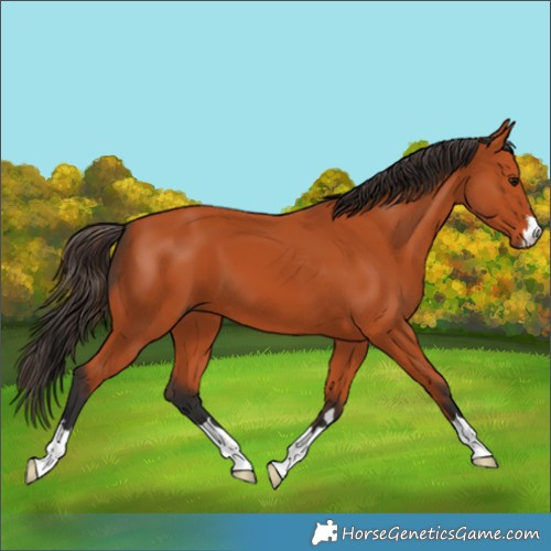 Horse Color:Bay 