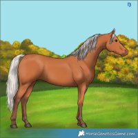 Horse Color:Silver Bay 