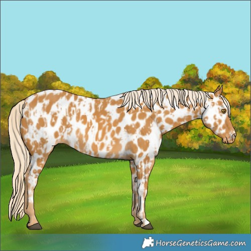 Horse Color:Palomino Appaloosa and Palomino Appaloosa