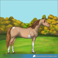 Horse Color:Red Dun Tobiano