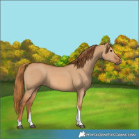 Horse Color:Red Dun Tobiano 