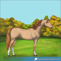 Horse Color:Red Dun Tobiano 