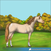 Horse Color:Red Dun Tobiano 