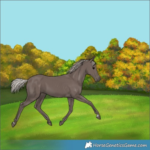 Horse Color:Silver Black 