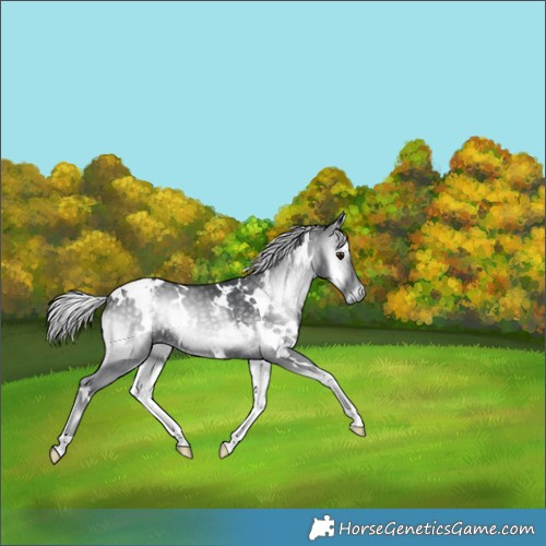 Horse Color:White Spotted Silver Blue Onyx Chinchilla 