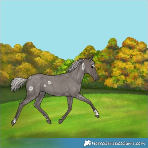 Horse Color:Silver Blue Roan 