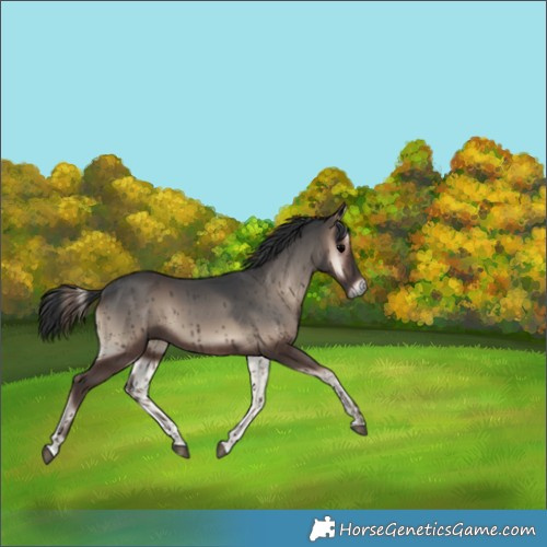 Horse Color:Blue Onyx 