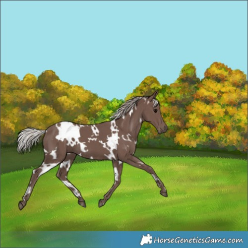 Horse Color:White Spotted Silver Black 