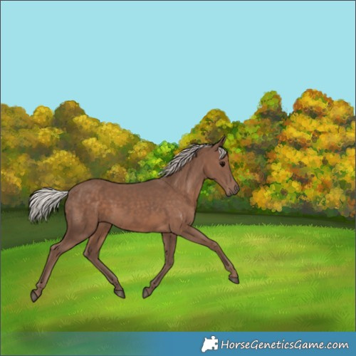 Horse Color:Silver Black 