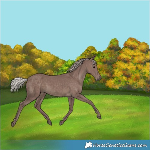 Horse Color:Chocolate Silver Black 