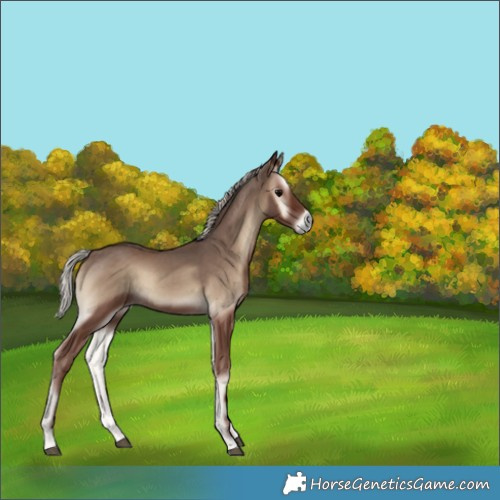 Horse Color:Silver Blue Onyx 