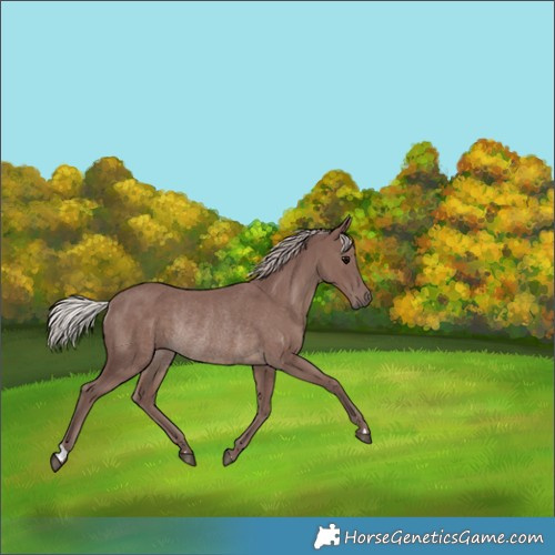 Horse Color:Chocolate Silver Black Rabicano 