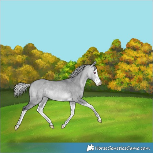 Horse Color:Silver Bay Chinchilla Dun Splash 