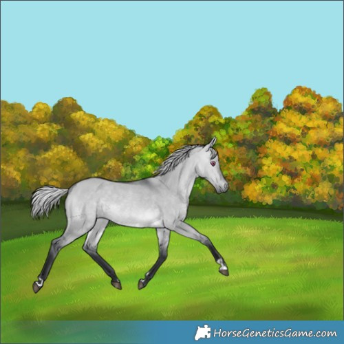 Horse Color:Silver Brown Chinchilla Dun 