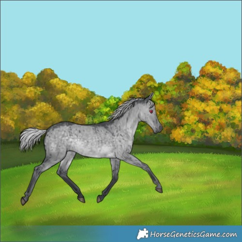 Horse Color:Silver Grullo Chinchilla Brindle 