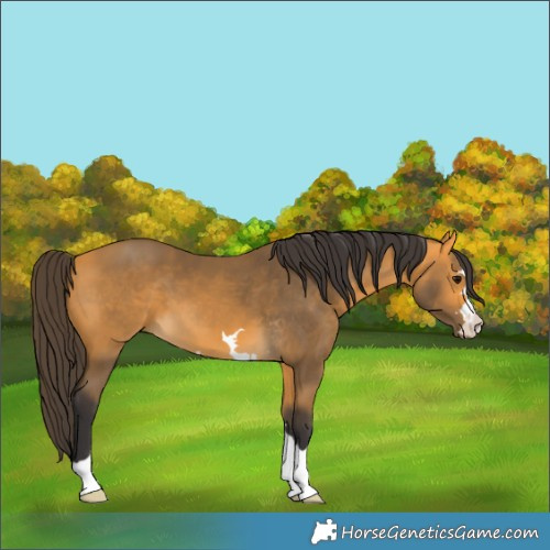 Horse Color:Buckskin