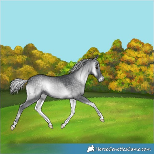 Horse Color:Silver Blue Onyx Chinchilla 