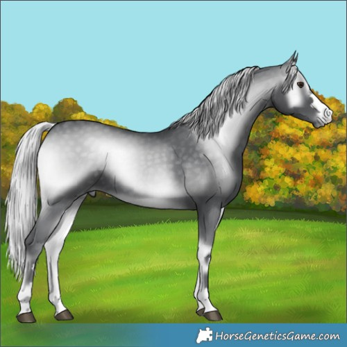 Horse Color:Silver Blue Onyx Chinchilla 