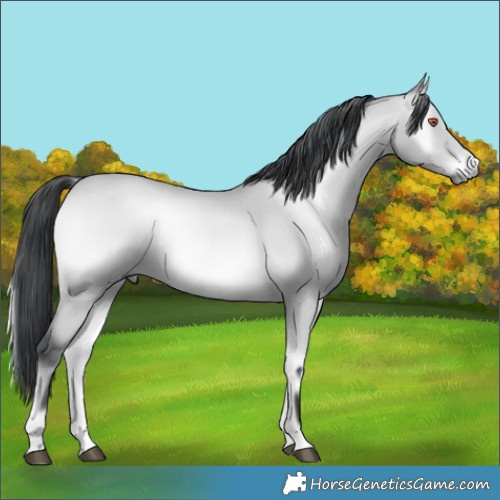 Horse Color:Bay Chinchilla Onyx 