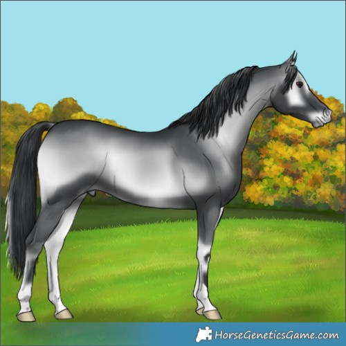Horse Color:Blue Onyx Chinchilla 