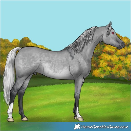 Horse Color:Silver Grullo Chinchilla 