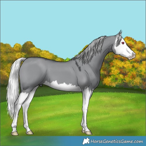 Horse Color:Silver Grullo Chinchilla Splash 
