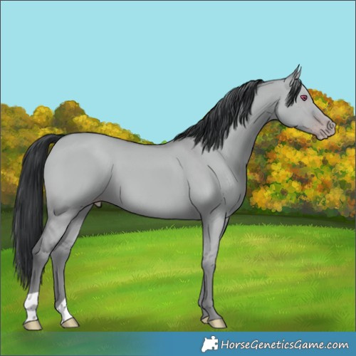 Horse Color:Classic Champagne Chinchilla Dun 