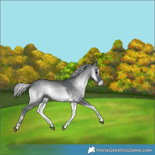 Horse Color:Silver Blue Onyx Chinchilla 