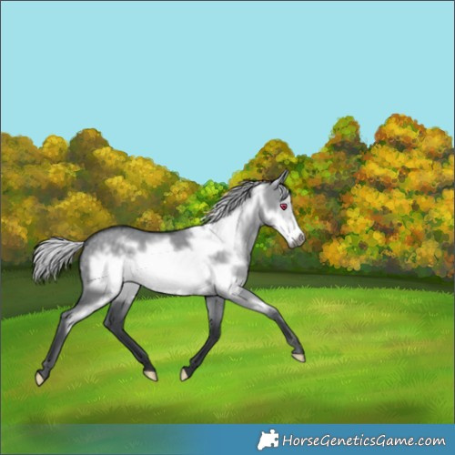Horse Color:Silver Grullo Chinchilla Frame 