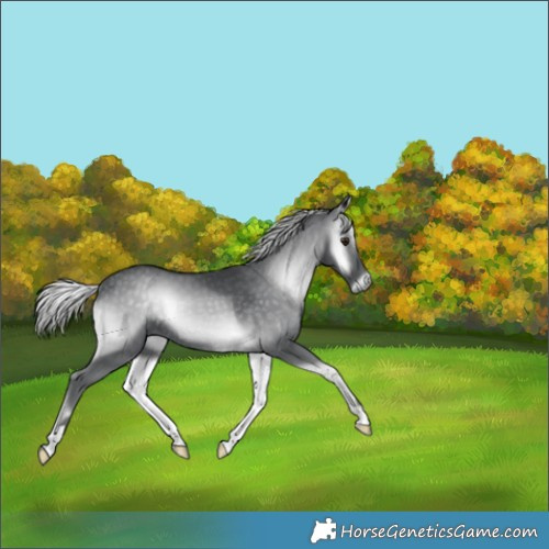 Horse Color:Silver Blue Onyx Chinchilla 