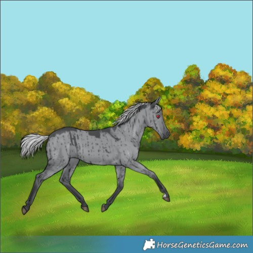 Horse Color:Silver Grullo Chinchilla Brindle 