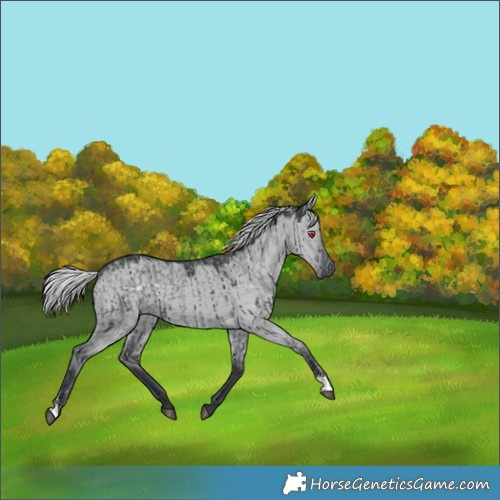 Horse Color:Silver Grullo Chinchilla Brindle  and Silver Grullo Chinchilla Brindle 