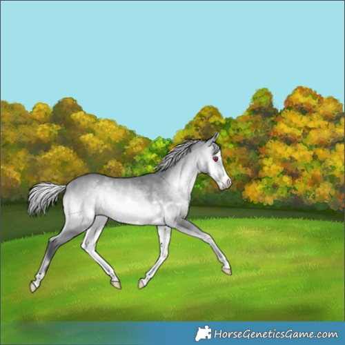 Horse Color:Silver Bay Chinchilla Onyx Frame 