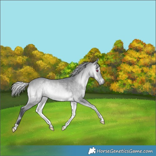 Horse Color:Silver Bay Chinchilla Onyx 
